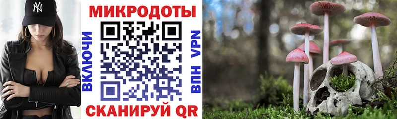 Галлюциногенные грибы Psilocybine cubensis Севск